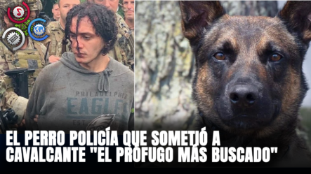 Él Es Yoda, El Perro Policía Que Sometió A Cavalcante “EL PRÓFUGO MÁS BUSCADO”