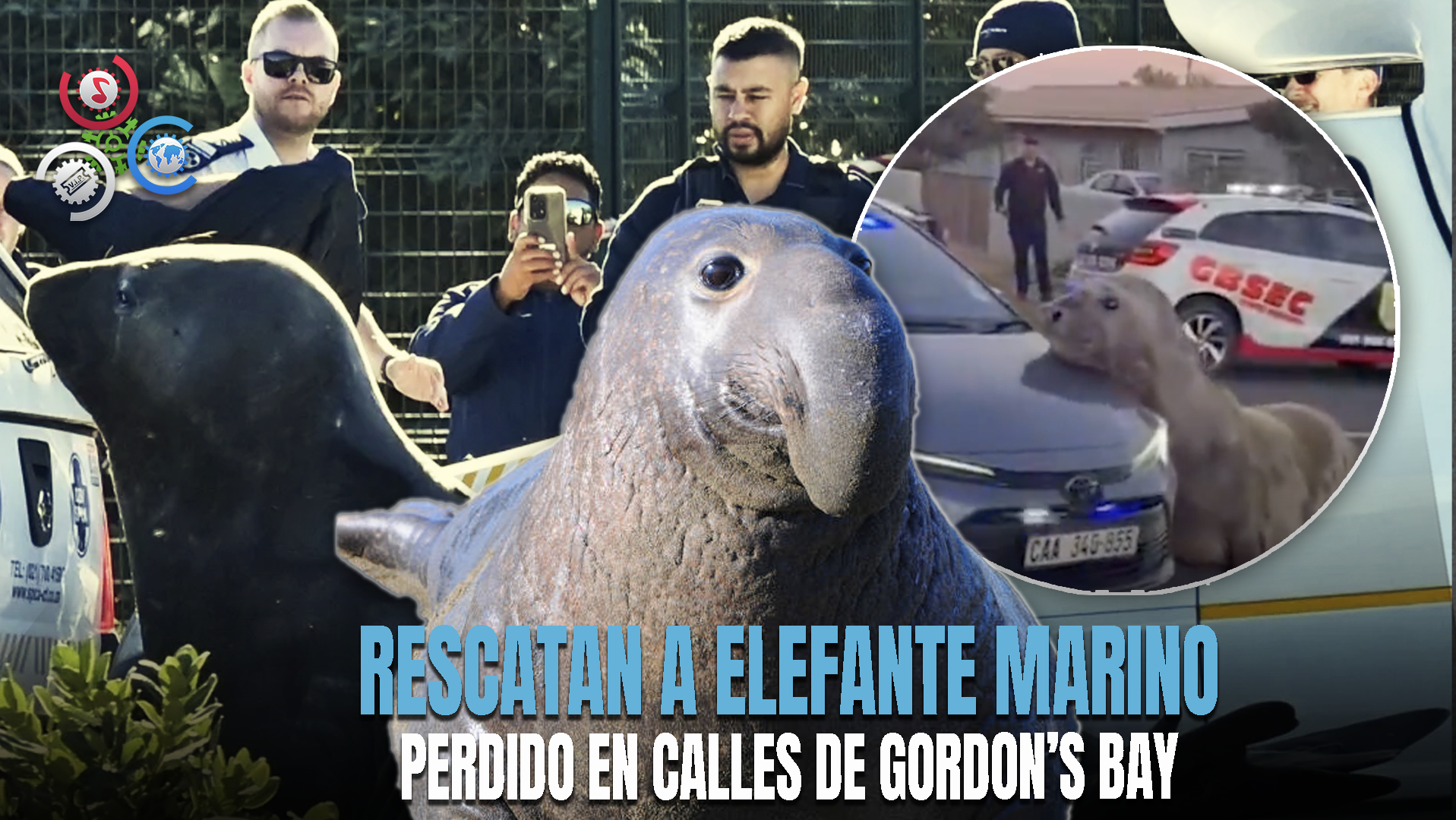 Elefante Marino Aparece En Suburbio De Sudáfrica Y Es Rescatado Por Autoridades