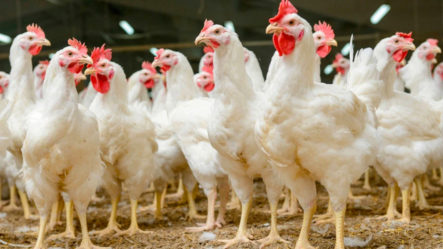 La Muerte De Pollos Por Gripe Aviar Podría Causar Un Grave Problema En El País