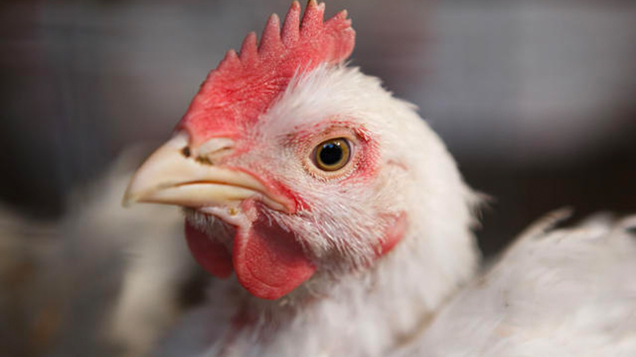 El Gobierno Garantiza Que Hay La Suficiente Cantidad De Pollo Para Nochebuena