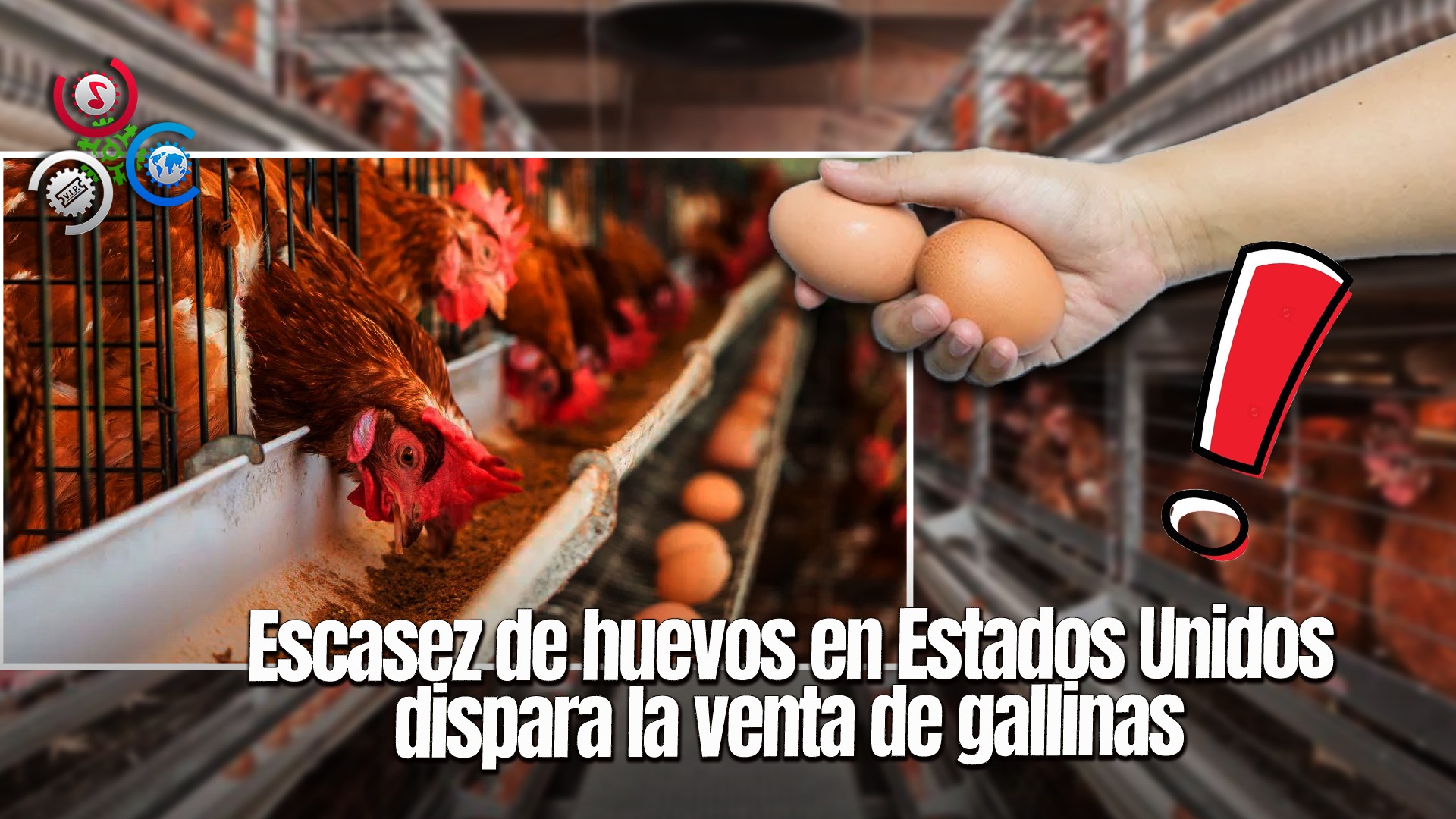 Aumento En El Precio De Los Huevos Impulsa La Crianza De Gallinas En Casa