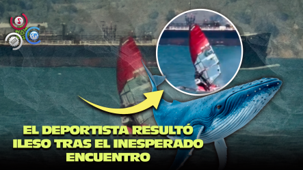 Impactante Video Muestra A Surfista Chocar Con Una Ballena En La Bahía De San Francisco
