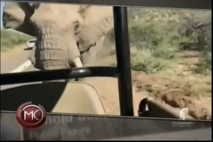 Arnold Schwartzeneger Es Perseguido Por Un Elefante En Un Safari