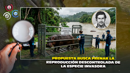 Colombia Evalúa Enviar A India Hipopótamos Heredados De Pablo Escobar