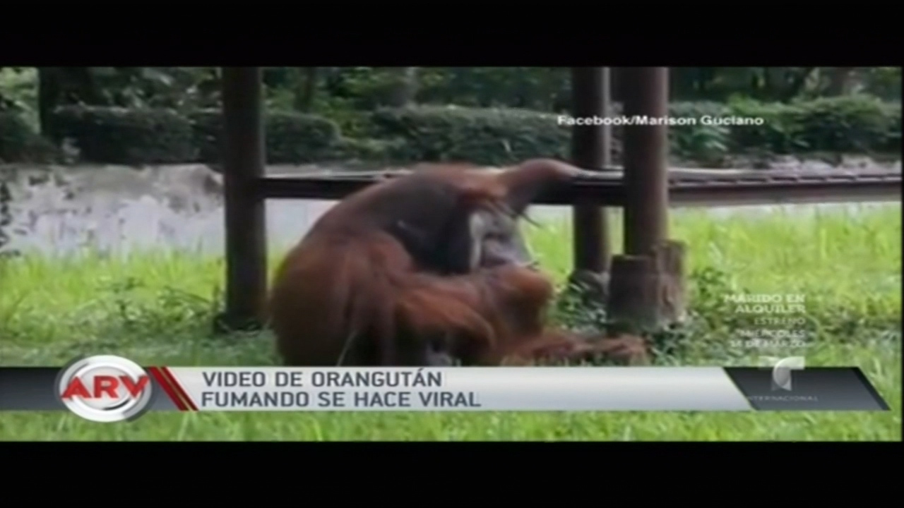 Se Hace Viral Un Video De Un Orangután Fumando En Un Zoológico De Indonesia