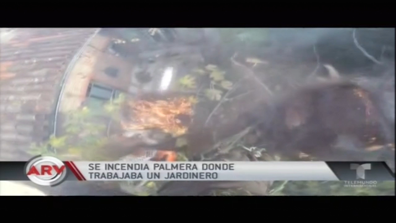 Se Incendia Palmera Donde Trabajaba Un Jardinero
