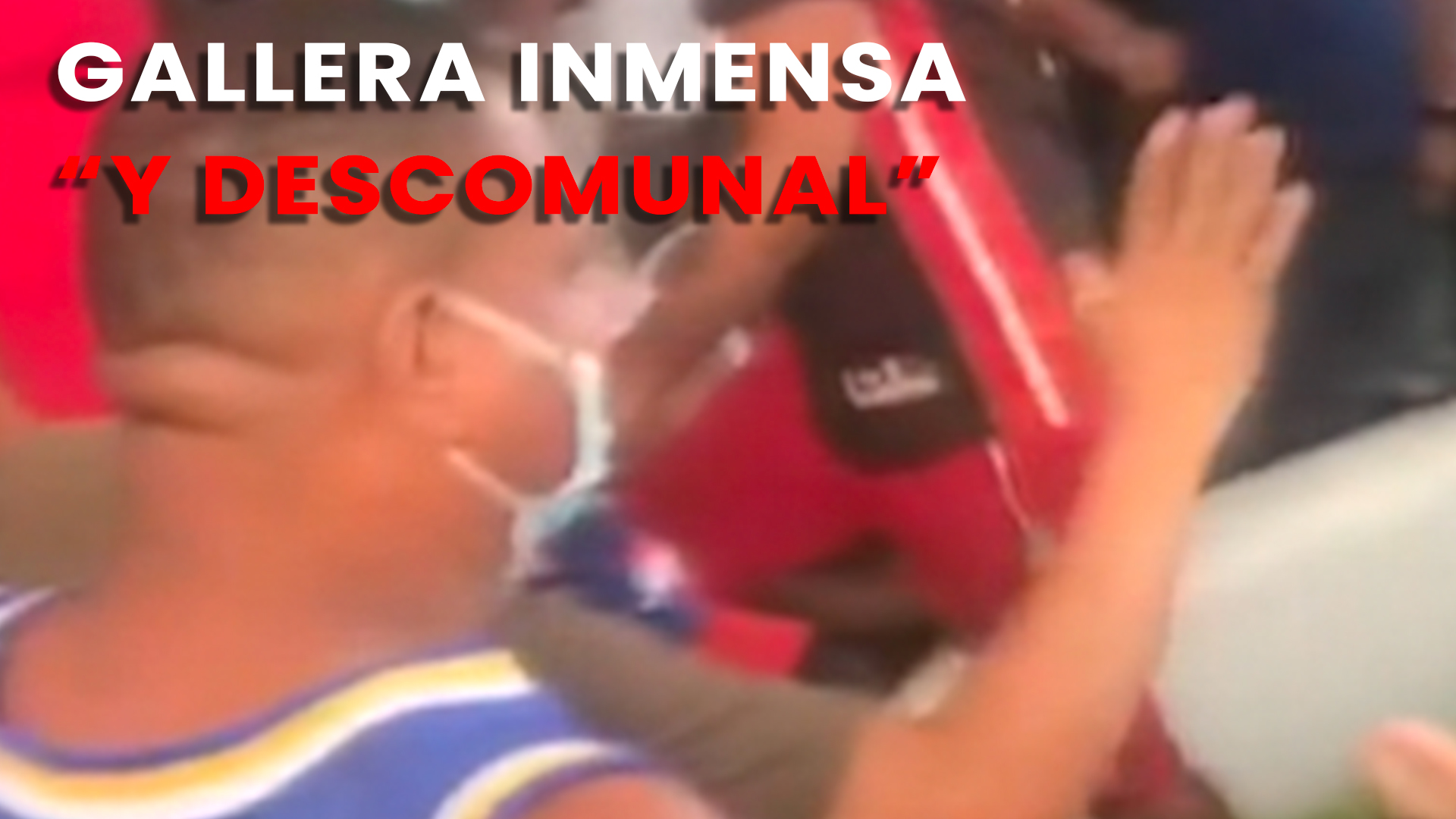 Inmensa Y Descomunal Pelea De Gallos En Medio De Covid