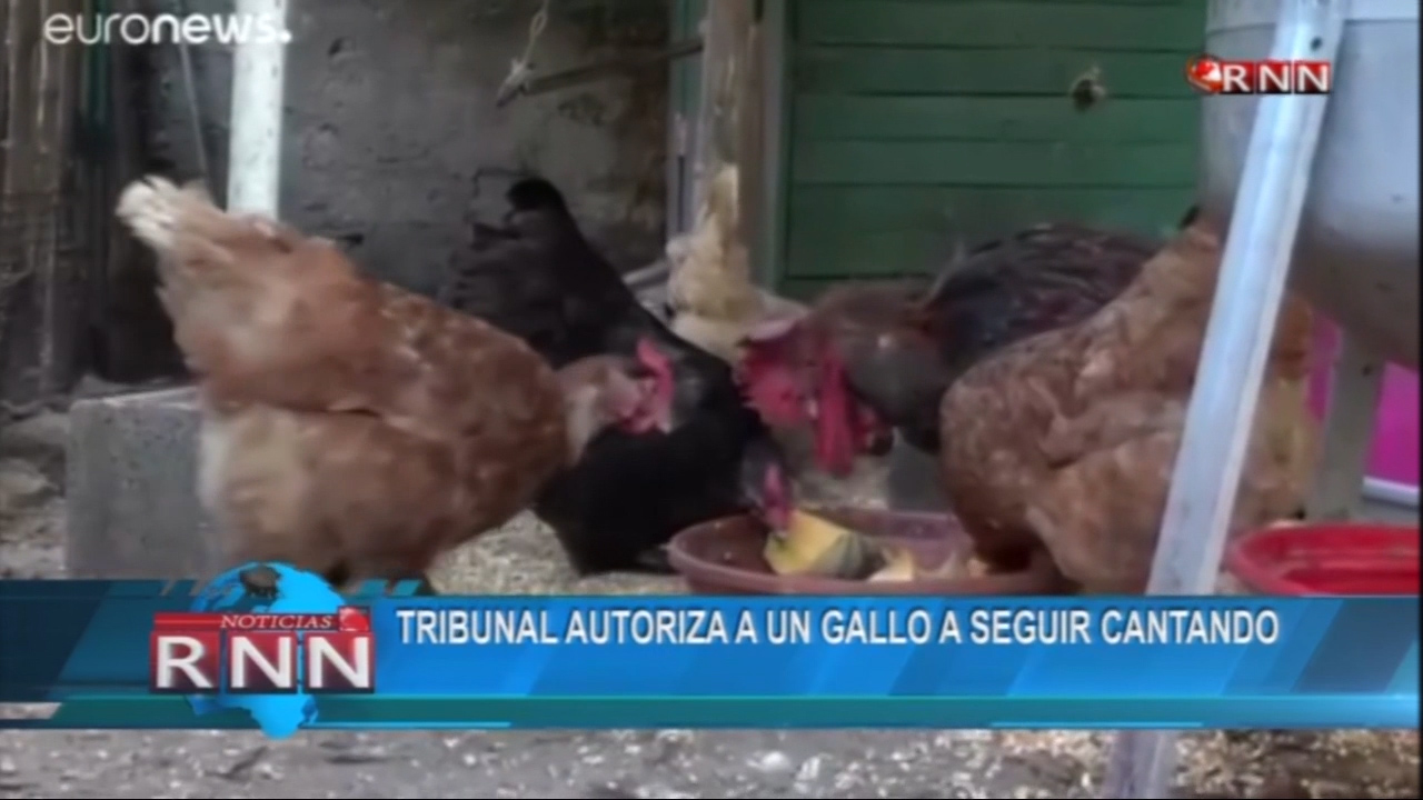 Tribunal Autoriza A Un Gallo A Seguir Cantando