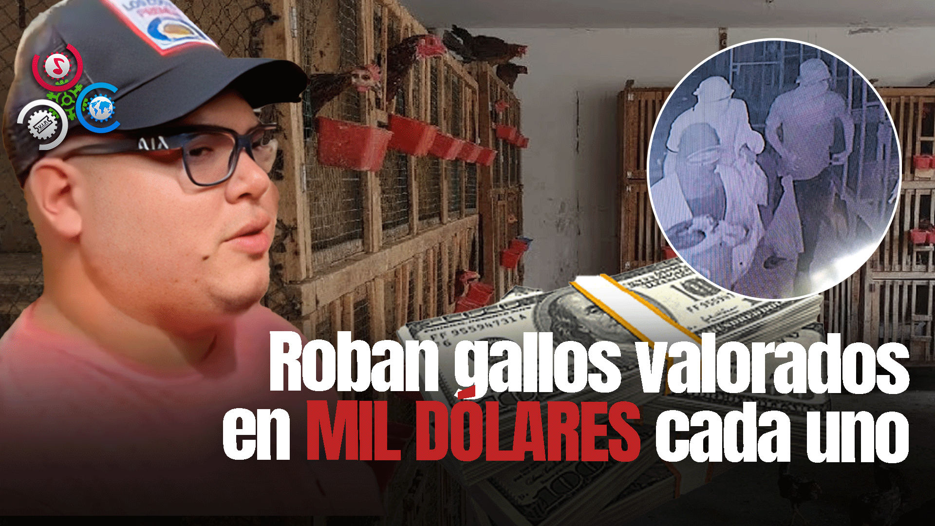 Desconocidos Roban 42 Gallos De Una Traba En Cenoví