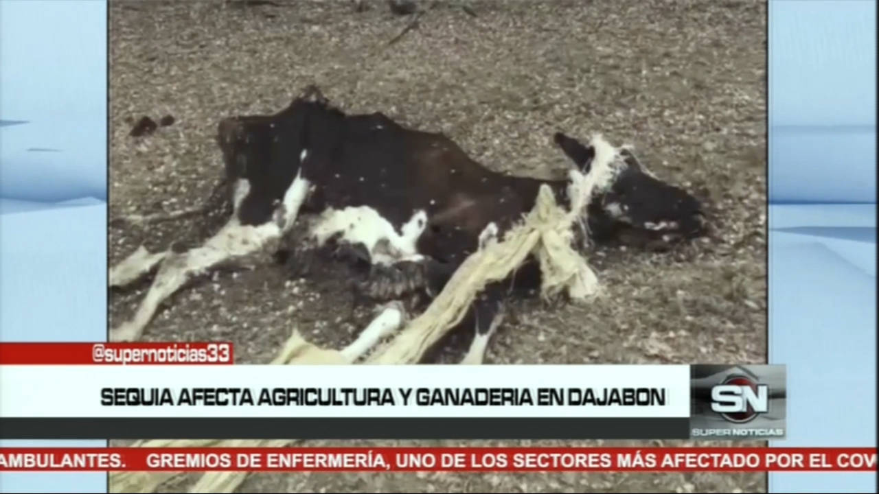 Sequía Extrema Enfrentan Agricultores Y Ganaderos En Dajabón 