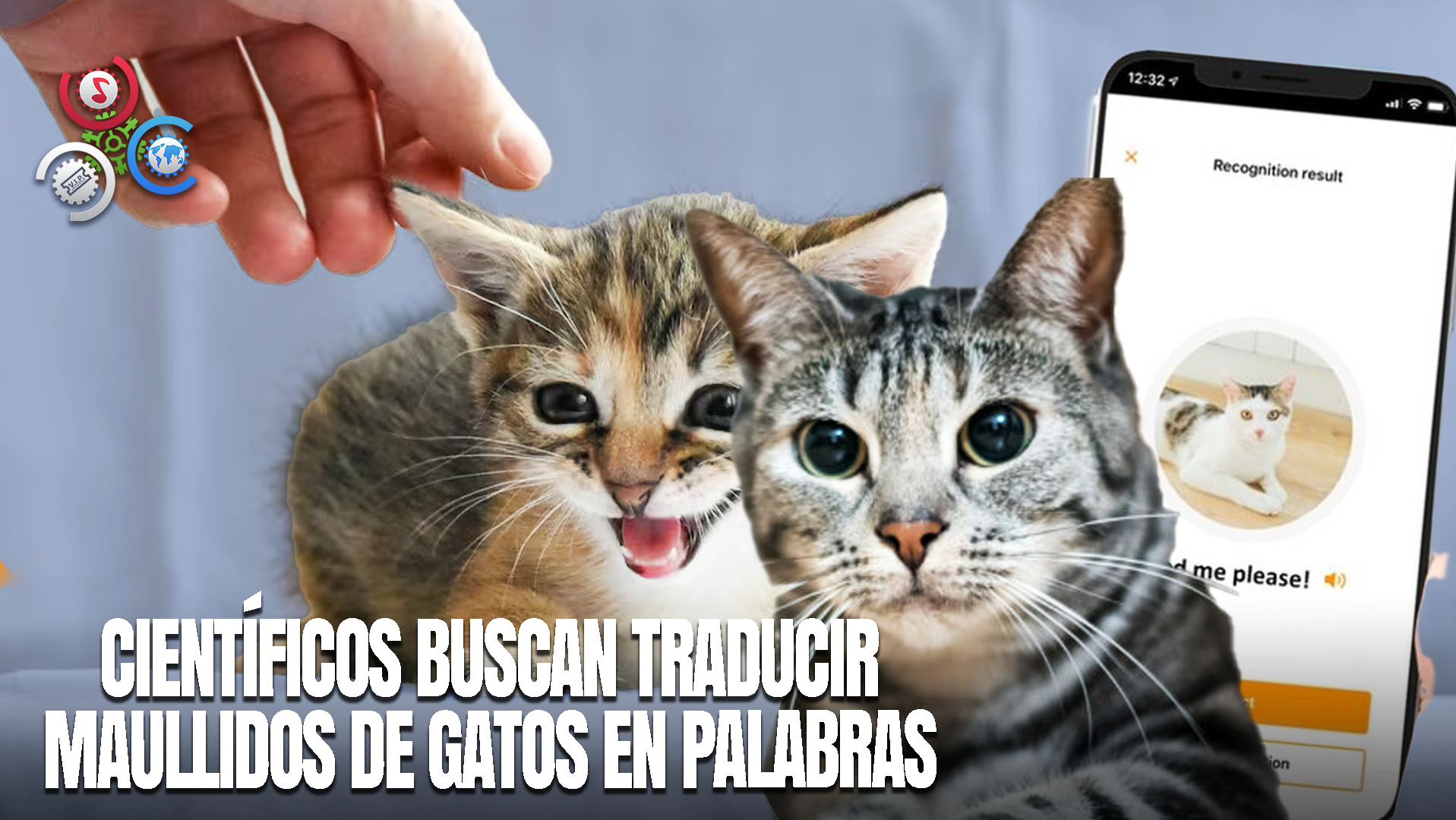 Nuevo Sistema Con Inteligencia Artificial Busca Interpretar El Lenguaje De Los Gatos