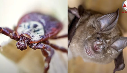 Garrapatas Asociadas Con Murciélagos, Expertos Alertan Por Amenaza A Humanos Y Mascotas