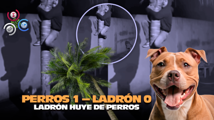 ¡Ni Spider-Man Sube Tan Rápido!: Hombre Se Trepa En Mata Tras Persecución De Pitbulls