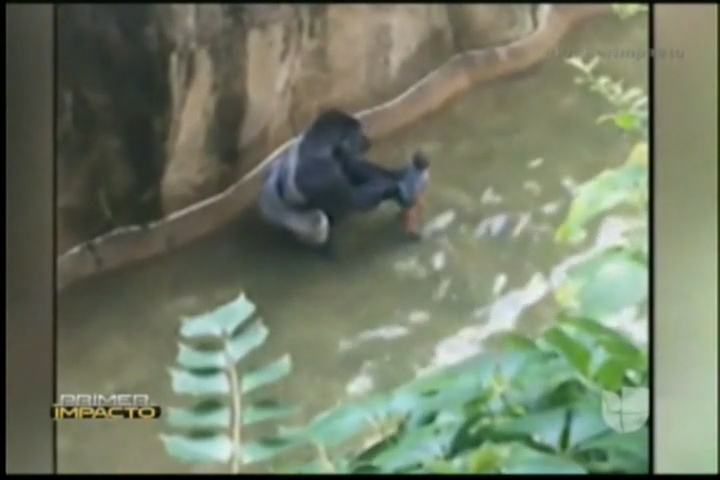 Matan A Gorila En Zoológico De Ohio Para Proteger A Un Niño