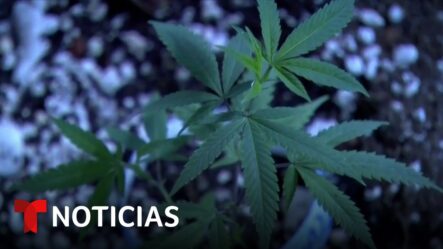 Marihuana Contaminada: Detectan Altos Niveles De Plomo En Quienes La Consumen