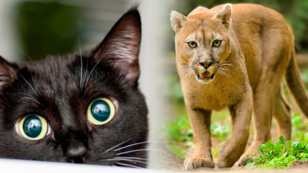 Sin Frenos: “Tenía Un Puma En Mi Casa Pensando Que Era Un Gato”