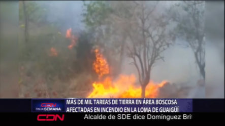 Más De Mil Tareas De Tierra Se Quemaron En El Área Boscosa Afectada Por El Incendio En La Loma De Guaigüi