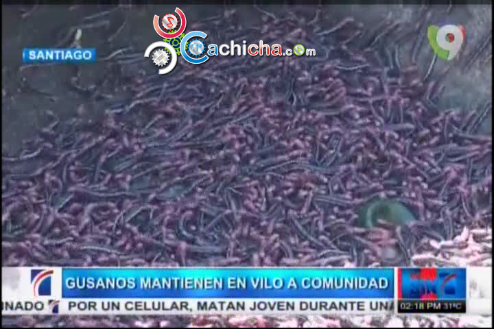 Plaga De Gusanos En La Comunidad De Puñal