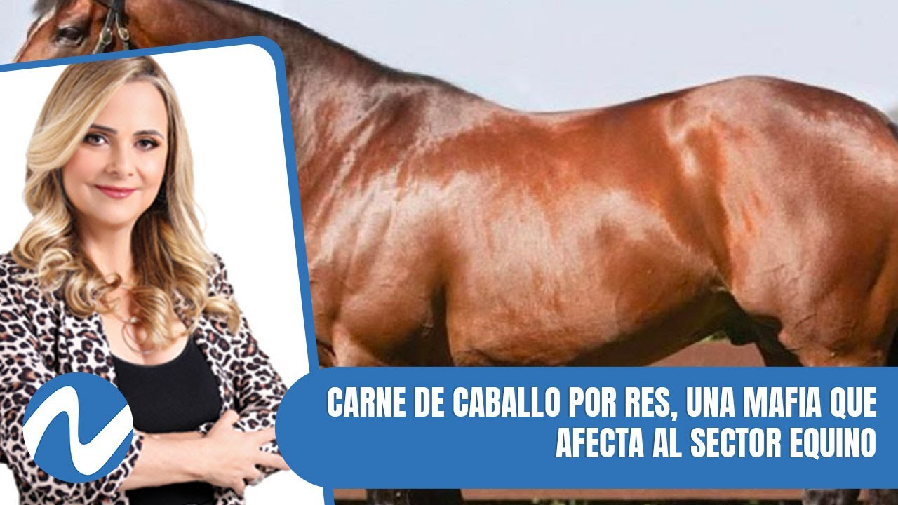 Carne De Caballo Por Res, Una Mafia Que Afecta Al Sector Equino