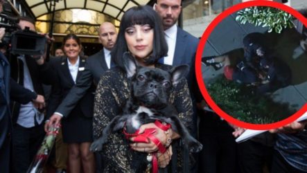Roban Los Perros De Lady Gaga Y Le Dan 4 Tiros Al Paseador