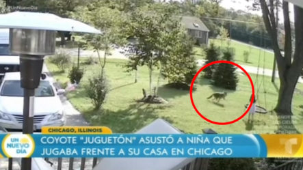 Coyote “Juguetón” Asustó A Niña Que Jugaba Frente A Su Casa En Chicago