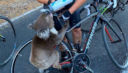 Un Koala Muriendo De Sed Detiene A Ciclista En Busca De Ayuda