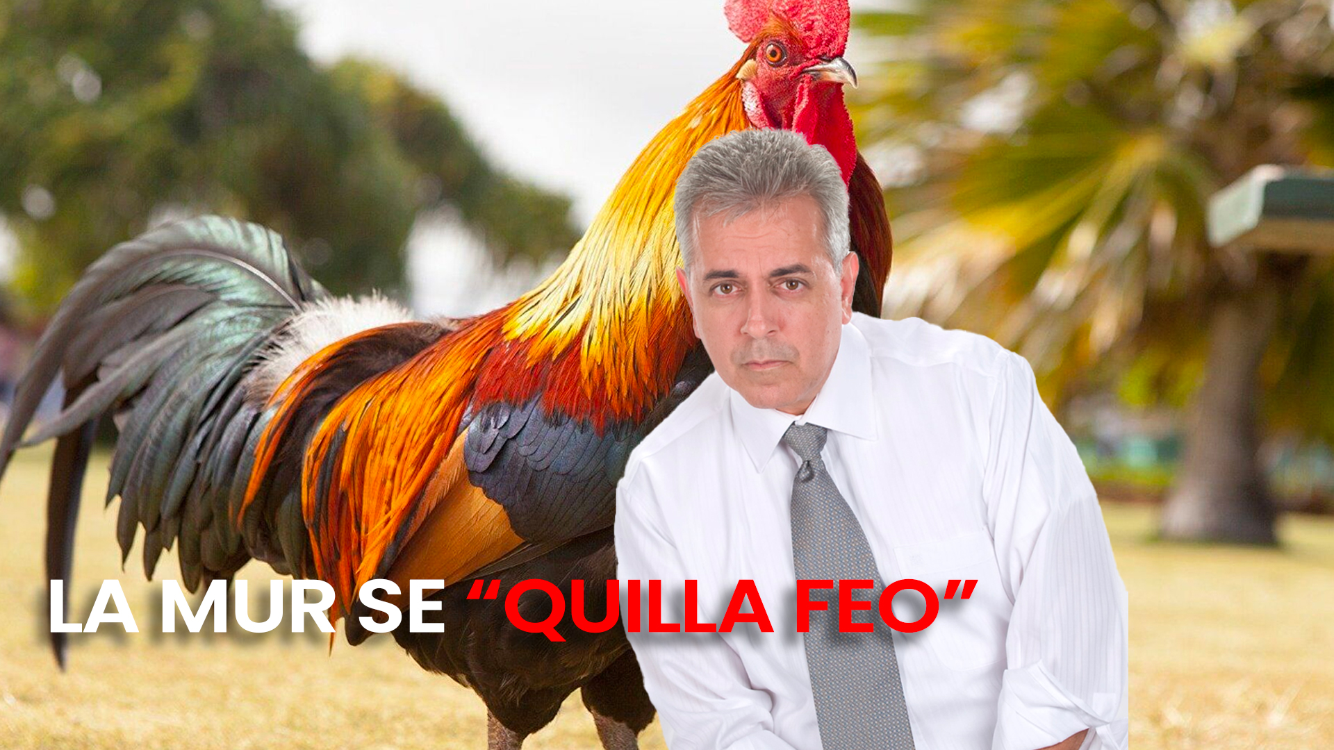 La Mur Le Manda Fuego A Diputado Que Quiere Volver Patrimonio Cultural Las Peleas De Gallos