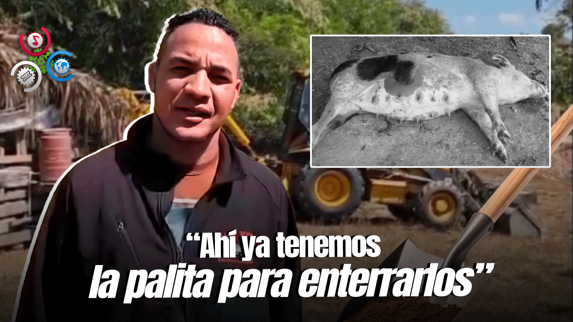 Sacrifican Cerdos Para Como Medida Preventiva A Propagación De Fiebre Porcina En Dajabón