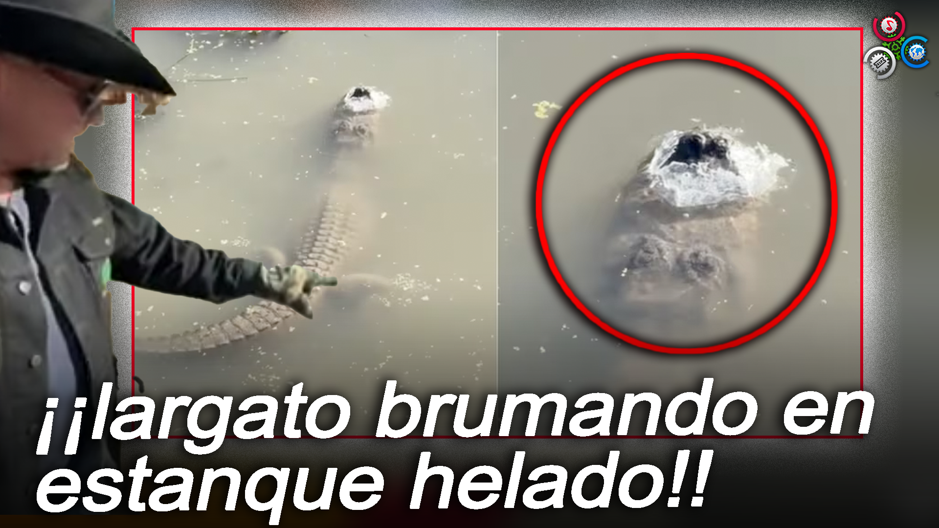 Lagarto Desafía Un Estanque CONGELADO Al Mostrar Comportamiento De Brumado