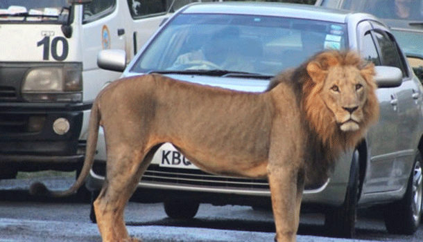 Leon Se Escapa De Un Parque Y Se Come Un Hombre