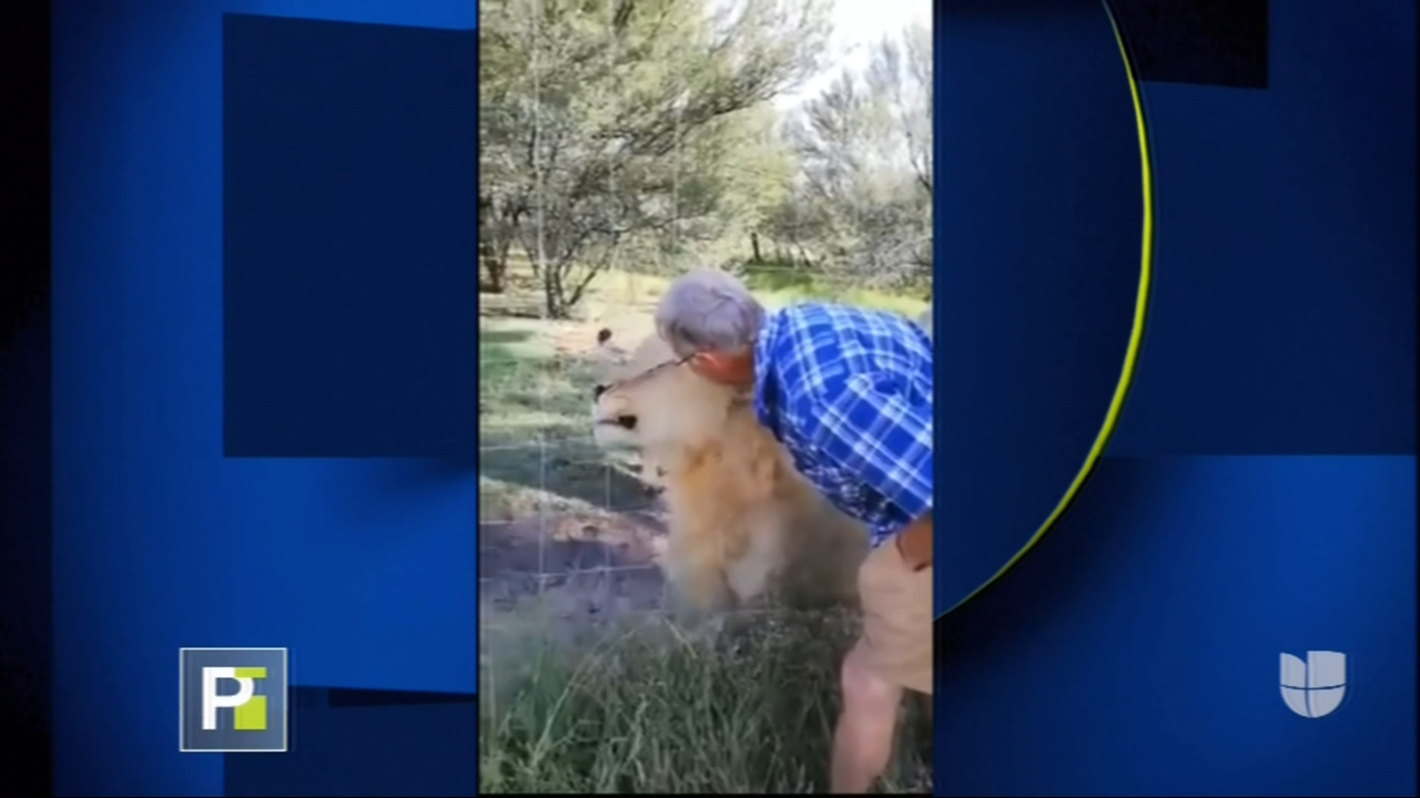 Secreto A Voces Con Borja A Voces: Un Hombre Es Mordido Por Un León Mientras Lo Acariciaba