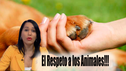 El Respeto A Los Animales