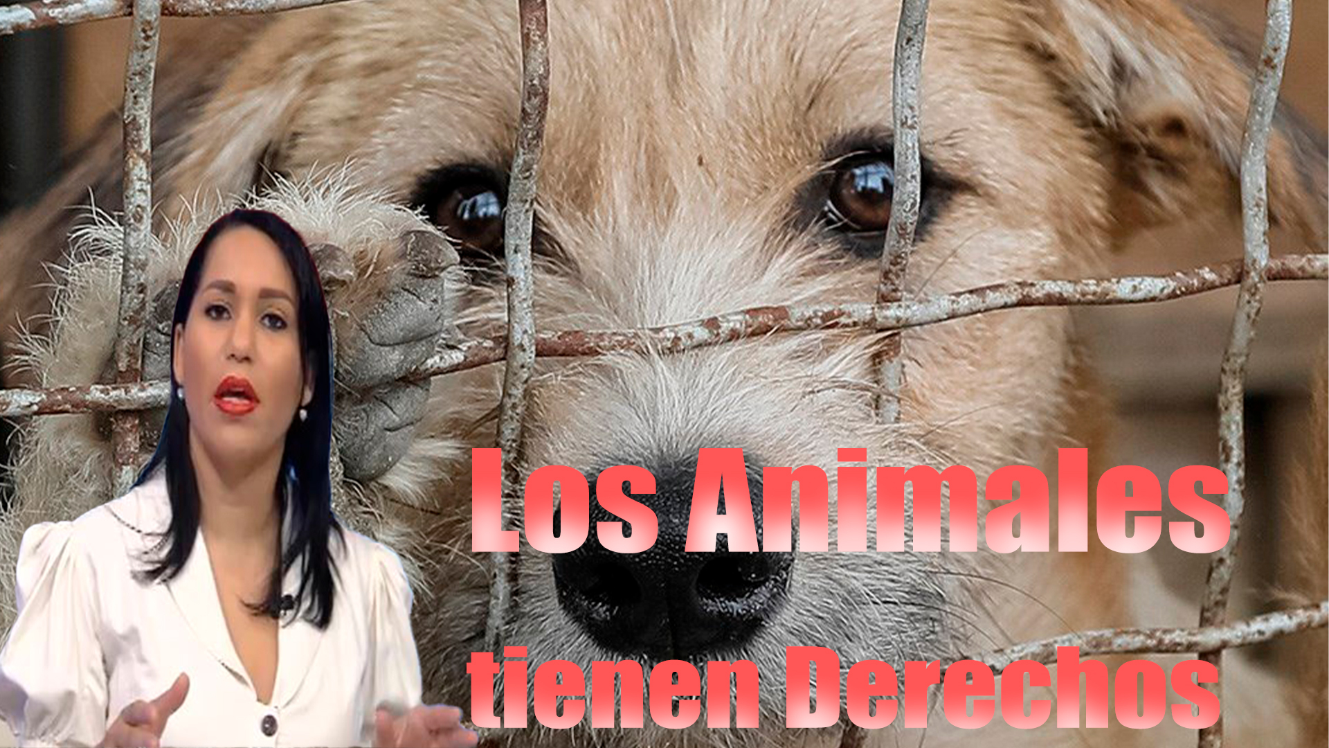 Los Animales Tienen Derechos