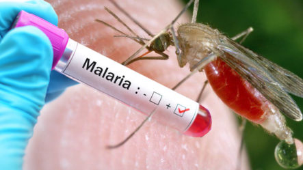 La Malaria Una Enfermedad Que No Debe Ser Olvidada | Plan Médico