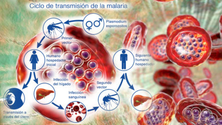 En Qué Consiste La Malaria Y Cómo Tratarla | Plan Médico
