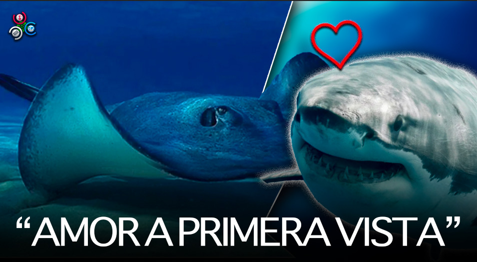 Mantarraya Quedó Embarazada Y El Padre Podría Ser Un TIBURÓN