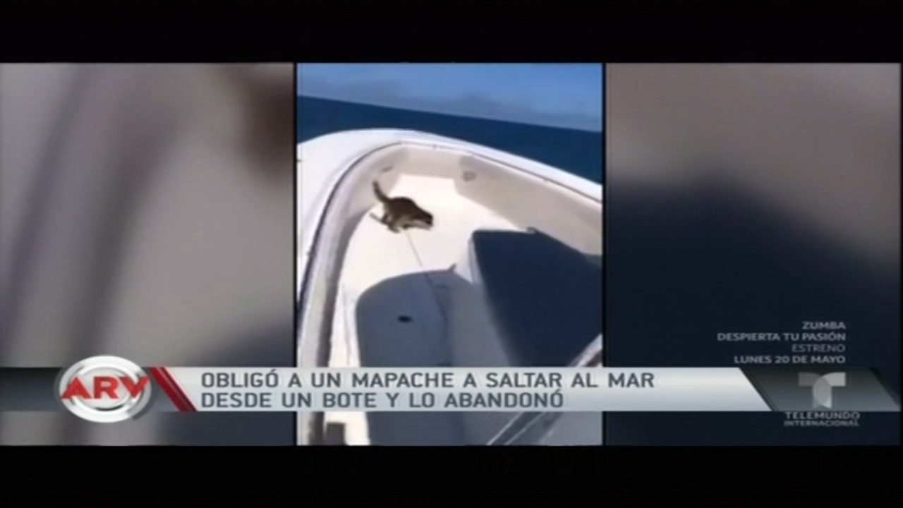 Se Abre Investigación Contra Un Hombre Que Obligó A Un Mapache A Saltar Al Mar