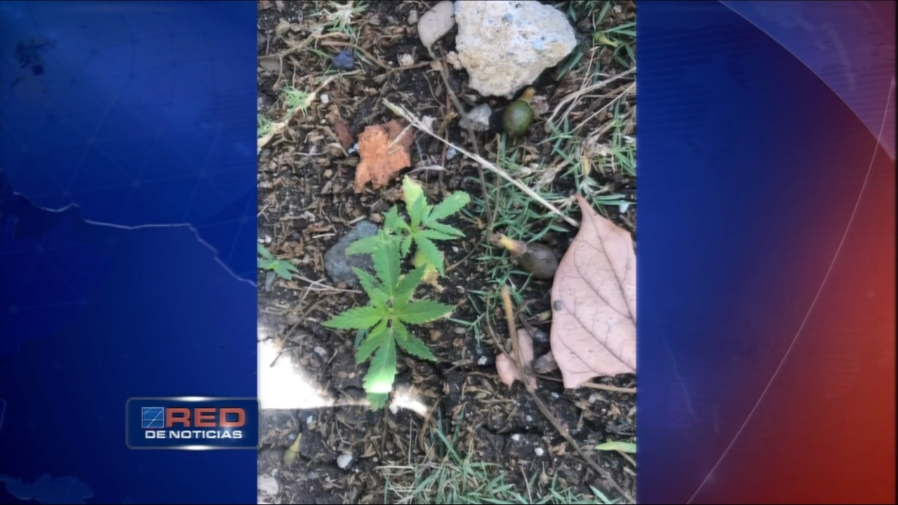 Hallan Tres Matas De Presunta Marihuana En Escuela De Salcedo