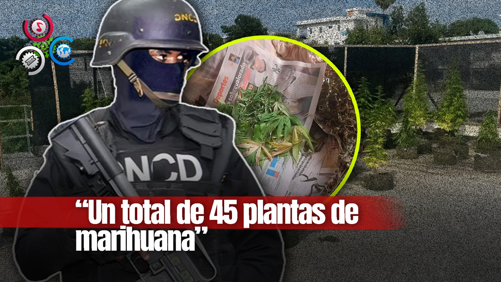 Decomisan Plantación De Marihuana En Azotea De Vivienda En Puerto Plata