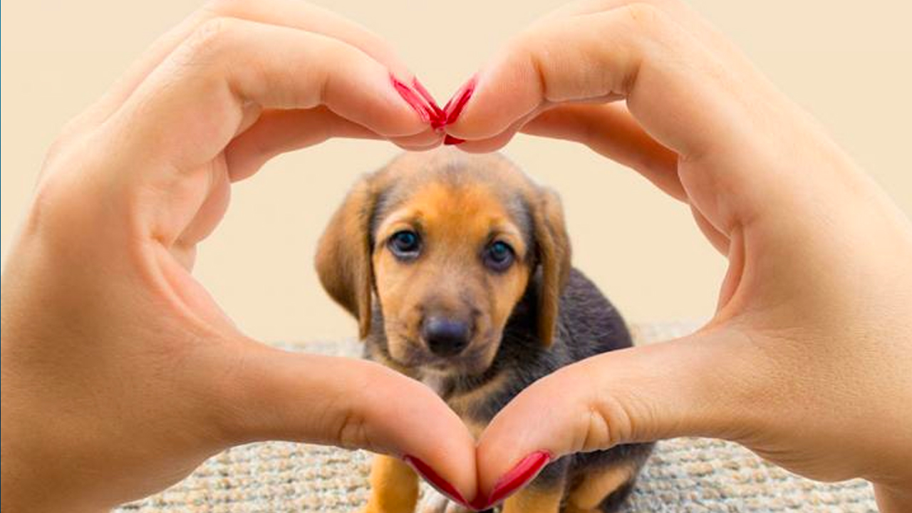 ¿Qué Hacer Para Que Su Mascota Esté Segura Del Coronavirus?