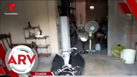 Ecuatorianos Denuncian Que Tienen Cadáveres En Sus Casas Por Coronavirus
