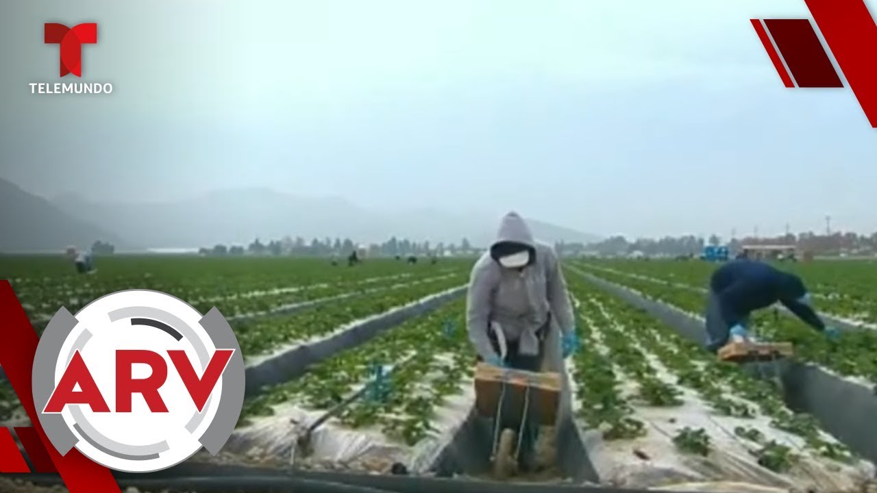 Gobierno De Trump Suspende Visas De Campesinos