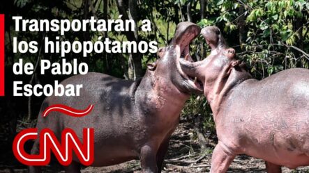 Así Será La “titánica” Labor De Trasladar A Los Hipopótamos De Pablo Escobar A México