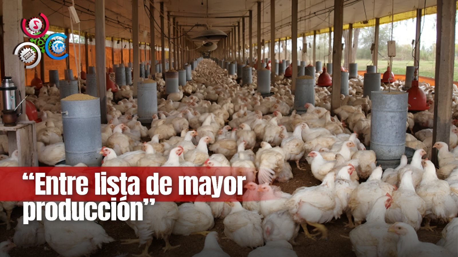RD Se Coloca Entre Los Países De Mayor Producción De Pollos