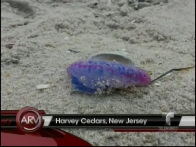 Encuentran Medusa Extremadamente Venenosa En Playa De New Jersey #Video