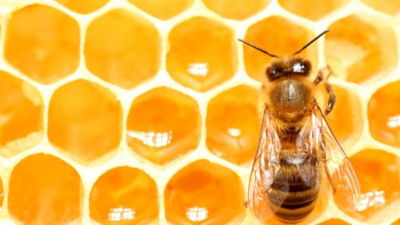 Realizan Levantamiento Para Beneficiar Productores De Miel De La Frontera