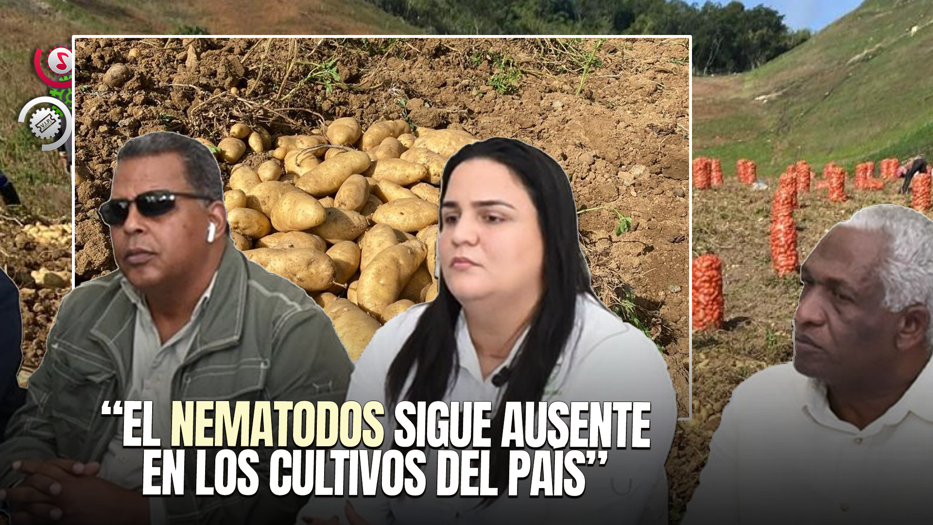 Ministerio De Agricultura Interviene Finca De Papas En Constanza Por Sospecha De Plaga