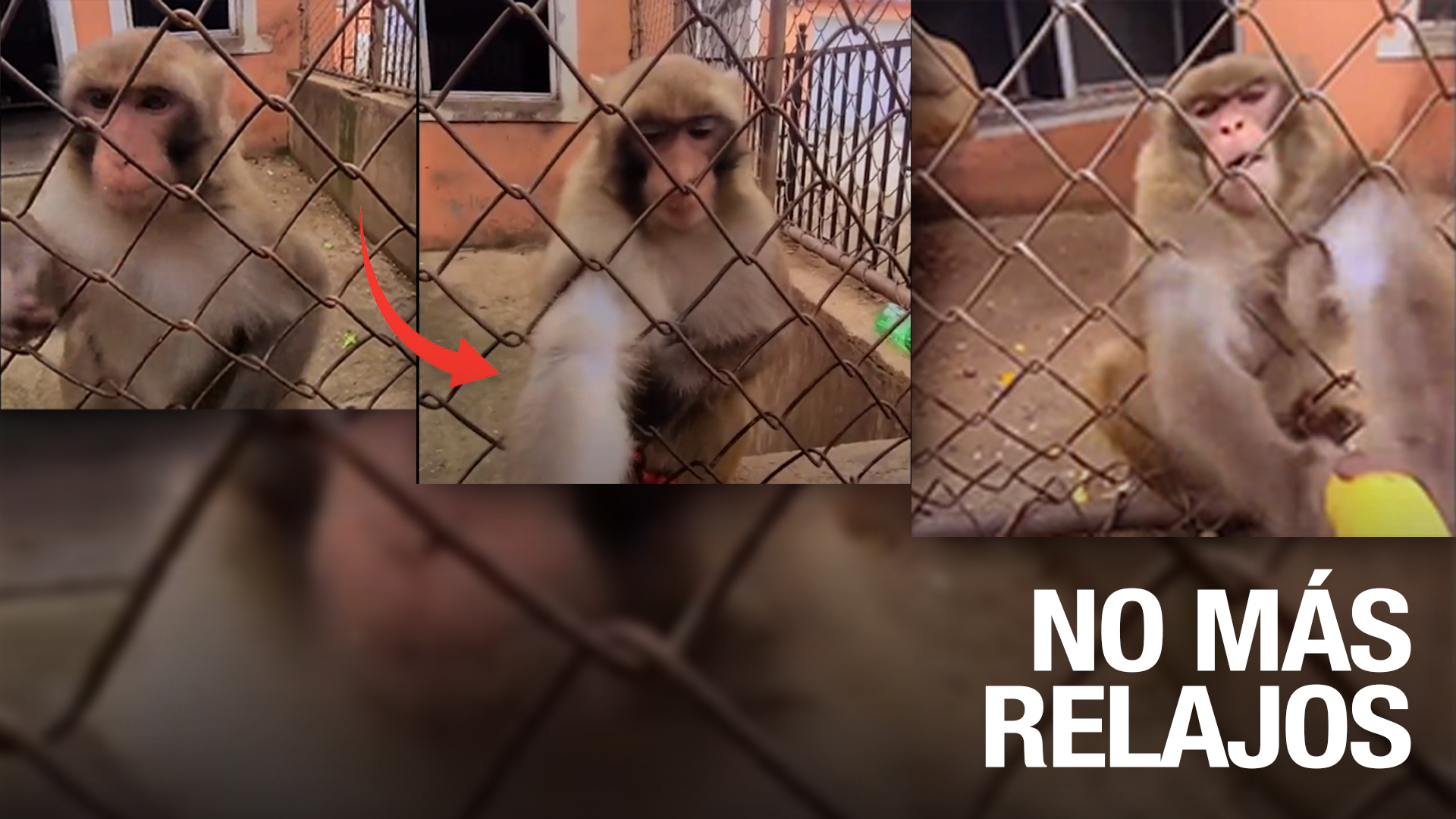 No Creerás Cómo Responde Un Mono A Las Bromas De Este Hombre