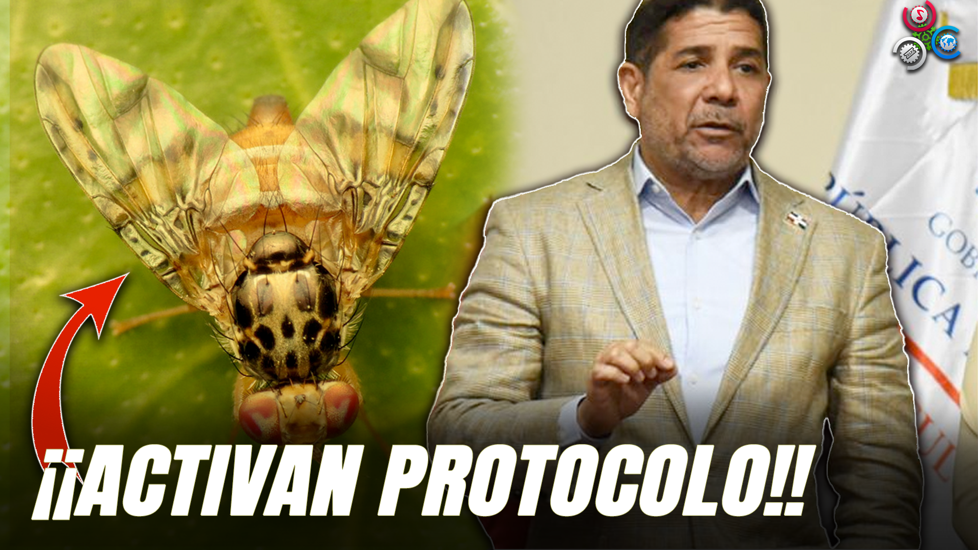 Activan Protocolo Ante Detección De Mosca Del Mediterráneo