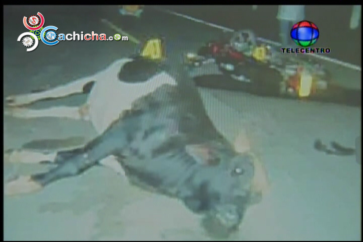 Mueren Dos En Motores Cuando Chocaron Con Una Vaca #Video